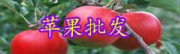 云南阿克苏苹果多少钱一斤？正宗的有哪些特征？