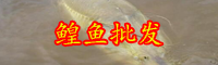 云南鳇鱼多少钱一斤？和鲟鱼有什么区别？