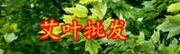 云南艾草价格现在卖多少钱一斤？2020年种植前景如何？
