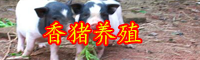 云南香猪肉多少钱一斤？2020年养10头大约赚多少钱？