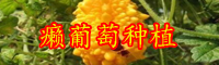 云南癞葡萄适合几月份种植？一棵能结多少果实？