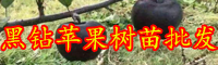 云南黑苹果树苗价格多少一棵？适合种在哪里？