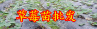 云南浆果类果树草莓苗多少钱一棵？怎么种植长的好？