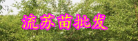 云南落叶乔木流苏苗长什么样？一般多少钱一棵？