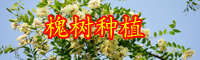 云南绿化用槐树苗长什么样？一般多少钱一棵？