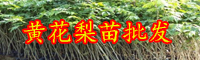 云南名贵的黄花梨苗长什么样？通常多少钱一棵？