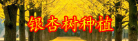云南银杏树多少钱一棵？如何进行银杏树嫁接？
