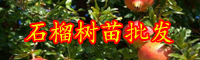 云南石榴树多少钱一棵?一亩地能种多少棵?