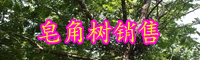 云南皂角树苗多少钱一棵？皂角树有刺吗？