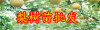 云南梨树苗批发多少钱一棵？什么时候种植？