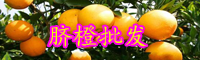 云南脐橙苗多少钱一棵？什么时候种植？