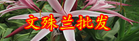 云南石蒜科文殊兰价格一般多少钱一棵？它能摆放在家里吗？