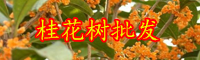 云南桂花树苗多少钱一棵？种植前景如何？