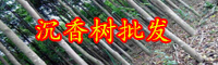 云南沉香树苗多少钱一棵？种植技术有哪些？