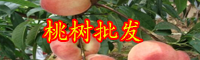 云南一般桃树苗多少钱一棵？什么品种好？