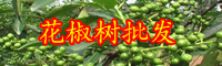 云南花椒树多少钱一颗？一棵花椒树产几斤花椒？
