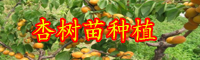 云南1公分-10公分杏树苗多少钱一棵？