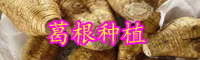 云南葛根种苗价格多少钱一棵？怎样种植？