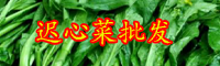 云南迟心菜价格多少钱一斤？多重一棵？