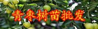 云南青枣树苗价格多少钱一棵？几年挂果？