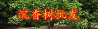 云南沉香树一般几年成大树？多少钱一棵？