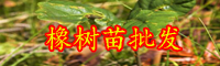 云南橡树有什么特点？