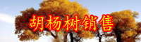 云南胡杨树苗多少钱一株？