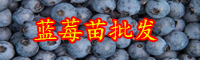 云南3年的蓝莓树苗价格是多少钱一株？