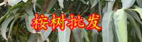 云南桉树有毒吗？苗价格多少钱一棵？