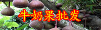 云南牛奶果树苗价格多少钱一株？