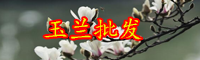 云南木兰科紫玉兰一般在什么季节开花？