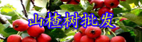 云南红果山楂树一般几年才能开花结果？