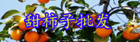 云南甜柿子树苗价格多少钱一株？