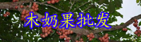 云南热带植物木奶果树苗价格多少钱一棵？