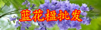 云南蓝花楹树多少钱一株？