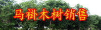 云南马褂木树苗价格多少钱一株？