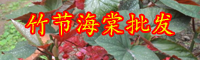 云南竹节海棠花苗价格多少钱一株？