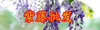 云南紫藤花通常几月份开花？