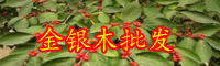 云南忍冬科金银木价格多少钱一株？
