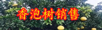 10公分香泡树价格多少钱一棵?