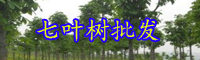 云南七叶树价格多少钱一棵？