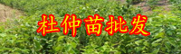 云南现在杜仲树苗多少钱一棵？