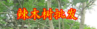 云南一棵辣木价格大概多少钱？