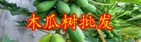云南落叶乔木木瓜树苗价格大约多少钱一棵？