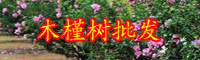 云南落叶灌木木槿树小苗价格多少钱一棵？