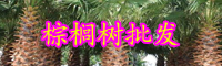 云南常绿乔木棕榈树小苗价格大约多少钱一棵？