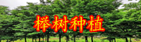 云南落叶乔木榉树和榆树有啥区别？