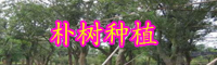 云南落叶乔木朴树小苗价格多少钱一棵？