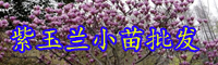 云南特有的紫玉兰小苗价格多少钱一棵？