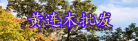 云南落叶乔木黄连木木材贵吗？